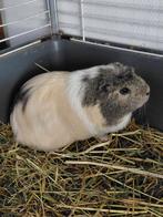 Cavia,  cobaye femelle, Animaux & Accessoires, Enlèvement, Cobaye
