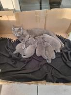 Britsekort-Haar Ras zuivere kittens, Dieren en Toebehoren, Katten en Kittens | Raskatten | Korthaar, Kater, Met stamboom, 0 tot 2 jaar