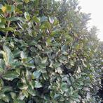 Ilex bleu prince!, Tuin en Terras, Planten | Struiken en Hagen, Ophalen, Taxus