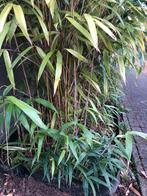 Bambou Pseudosasa Japonica, Enlèvement ou Envoi