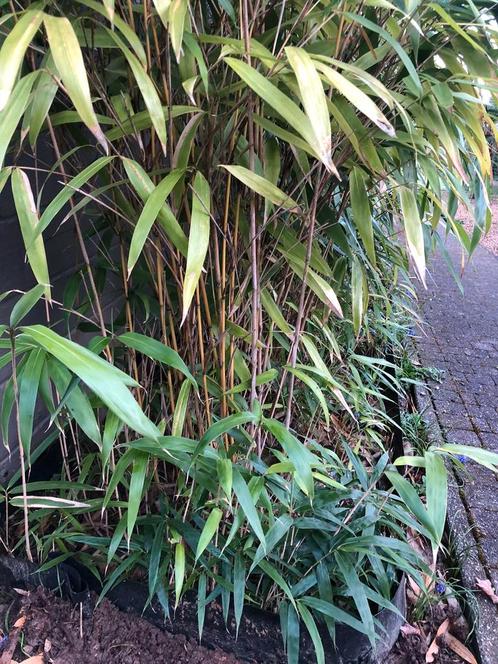 Pseudosasa Japonica bamboe, Tuin en Terras, Planten | Tuinplanten, Ophalen of Verzenden