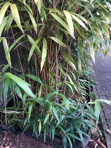 Bambou Pseudosasa Japonica 