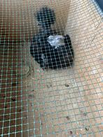Zijdehoen showgirl hen met 6 kuikens, Dieren en Toebehoren, Pluimvee, Meerdere dieren, Kip