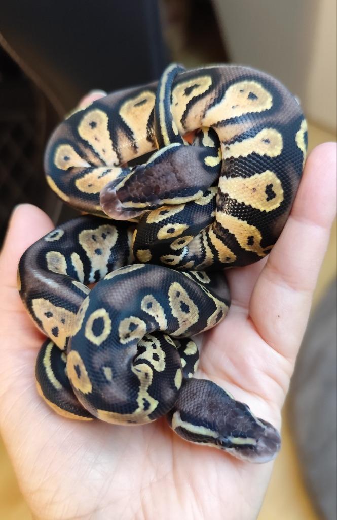 2.0 Pastel Blackhead 100% het. DG Koningspython, Dieren en Toebehoren, Reptielen en Amfibieën, Slang, 0 tot 2 jaar, Tam