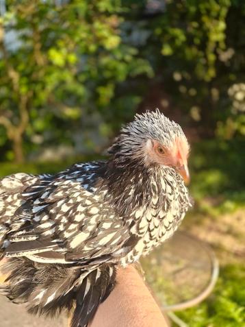 Cochinkriel hennen en hanen te koop (kleur: zilverzwart) beschikbaar voor biedingen