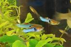 Endler Guppy's (Japan Blue), Dieren en Toebehoren, Vis, Zoetwatervis