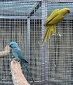 Kweekkoppel hanlsbandparkieten, Dieren en Toebehoren, Vogels | Parkieten en Papegaaien, Parkiet