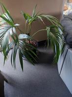 Kamerplant met pot, Ophalen