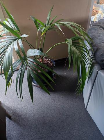 Kamerplant met pot beschikbaar voor biedingen