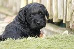 Mini/medium Labradoodle pups (geteste ouders), Dieren en Toebehoren, België, Overige rassen, CDV (hondenziekte), 8 tot 15 weken