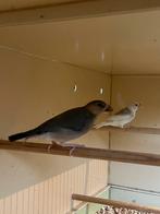 Koppel jonge paddas/rijstvogels, Dieren en Toebehoren