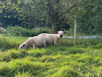 Agneaux Reproducteurs Hampshire Pure Race beschikbaar voor biedingen