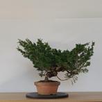 Jeneverbes (Shimpaku) prebonsai, In pot, Minder dan 100 cm, Overige soorten, Volle zon