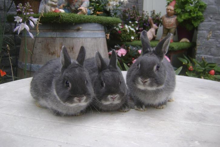 Raszuivere kleurdwerg, Dieren en Toebehoren, Konijnen, Dwerg, Mannelijk