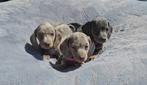 Teckel dwergteckel pups teefjes, België, CDV (hondenziekte), 8 tot 15 weken, Korthaar