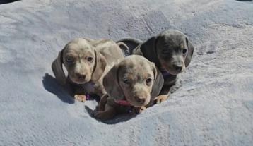 Teckel, chiots teckel nains, femelles, Poils courts, Chienne, Belgique, Plusieurs