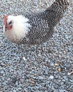 Brakel rashen, Dieren en Toebehoren, Pluimvee