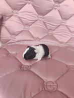 Cavia vrouwtjes, Dieren en Toebehoren, Knaagdieren, Cavia, Vrouwelijk, Januari, Tam