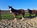 Veulens 2023 te koop., Dieren en Toebehoren, Paarden, Onbeleerd, Springpaard, Hengst, 0 tot 2 jaar