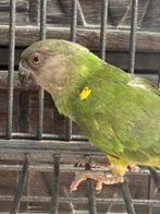 Bonte boer versteri pop 2025, Vrouwelijk, Papegaai, Geringd