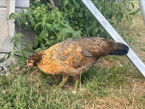 Leghennen, Dieren en Toebehoren, Pluimvee