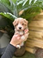 Prachtige mini maltipoo pups (mini maltezer x toy poedel), Dieren en Toebehoren, België, Overige rassen, CDV (hondenziekte), 8 tot 15 weken