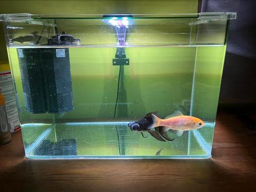 Stijlvol Aquarium met Houten Kast en Twee Vissen, Dieren en Toebehoren, Vissen | Aquaria en Toebehoren, Zo goed als nieuw, Ophalen