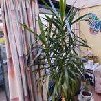 Yucca, Ophalen, Yucca