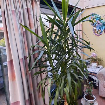Yucca beschikbaar voor biedingen