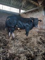 Jonge dekstieren, Dieren en Toebehoren