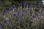 Echinops veitch blue, Tuin en Terras, Ophalen