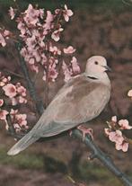 TORTELDUIF, Enlèvement ou Envoi, 1960 à 1980, Affranchie, Oiseaux
