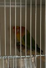 Roseicolli’s, Dieren en Toebehoren, Meerdere dieren, Dwergpapegaai of Agapornis, Geringd