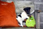 Prachtige Jack Russell pup, Dieren en Toebehoren, Honden | Jack Russells en Terriërs, België, Jack Russell Terriër, CDV (hondenziekte)