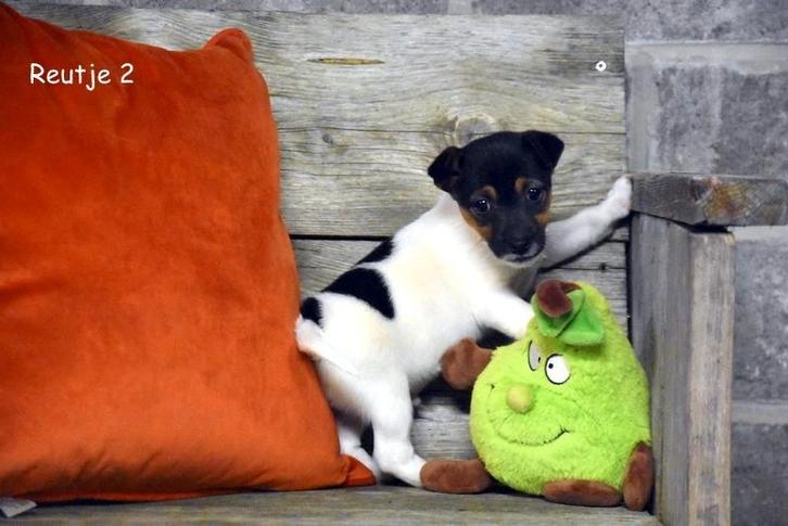 Prachtige Jack Russell pup, Dieren en Toebehoren, Honden | Jack Russells en Terriërs, Meerdere dieren, Jack Russell Terriër, Fokker | Professioneel
