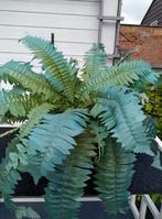 Kunst varen, Tuin en Terras, Ophalen