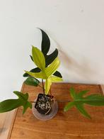 Philodendron Florida Ghost, Ophalen of Verzenden