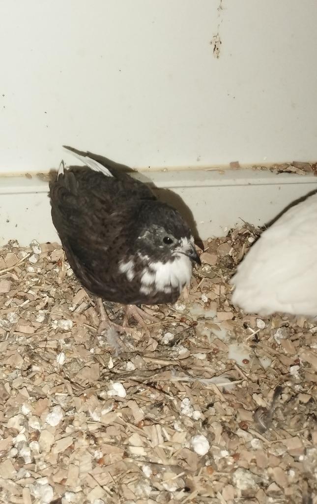 Chinese dwergkwartels natuurbroed, Dieren en Toebehoren, Vogels | Overige Vogels, Meerdere dieren