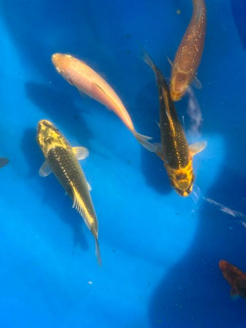 Koi eigen kweek, Dieren en Toebehoren, Vissen | Vijvervissen