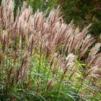 Siergrassen miscanthus sinensis, Ophalen of Verzenden, Siergrassen