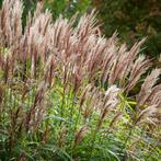 Siergrassen miscanthus sinensis, Tuin en Terras, Ophalen of Verzenden, Siergrassen