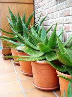 Orangerieplant, succulent, Overige soorten, Vaste plant, Ophalen of Verzenden, Halfschaduw