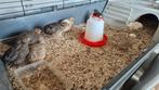 Japanse kwartels, Dieren en Toebehoren