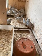 Chinese dwergkwartel, Dieren en Toebehoren, Pluimvee, Meerdere dieren