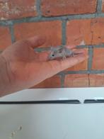 Jonge Engelse showtyp kleurmuisjes, Dieren en Toebehoren, Tam