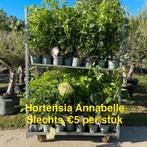 Hortensia anabelle aan stuntprijzen!, Tuin en Terras, Ophalen, Hortensia
