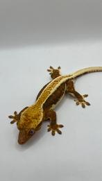 Wimpergecko gecko a crete crested gecko