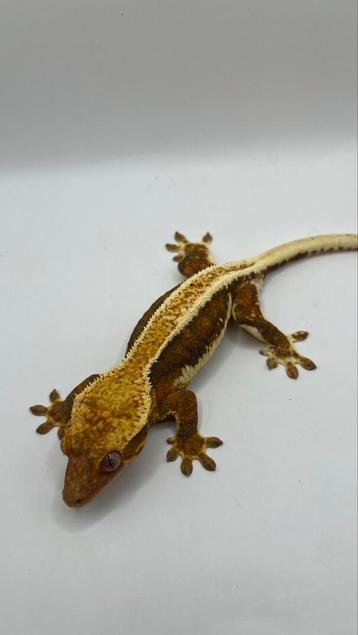 Wimpergecko gecko a crete crested gecko