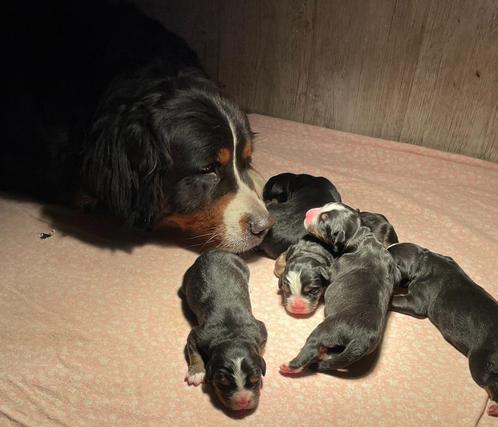 Benner Sennen met stamboom, Dieren en Toebehoren, Honden | Bulldogs, Pinschers en Molossers, Meerdere dieren, Fokker | Hobbymatig