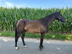 7 jarige ruin te koop, Dieren en Toebehoren, Paarden, Springpaard, Minder dan 160 cm, Gechipt, Ruin